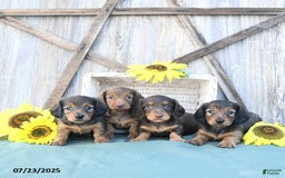 Dachshund dogs for sale: Cleo - Image 4