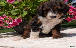Mini Bernedoodle dogs for sale: Sabrina - Image 2