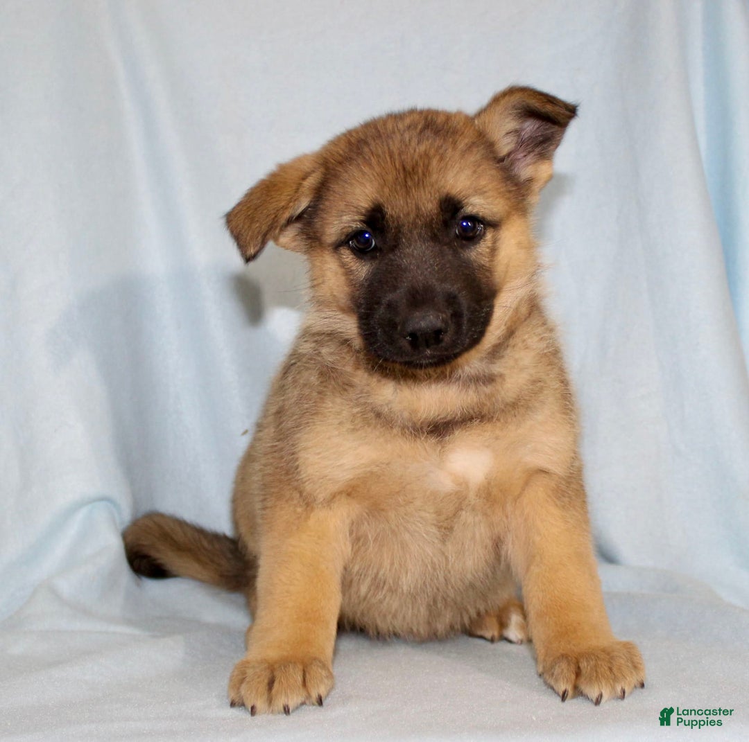 German Shepherd dogs for sale: Tracy - Image 1