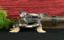 French Bulldog dogs for sale: French Bulldog 3 puppies - Image 9