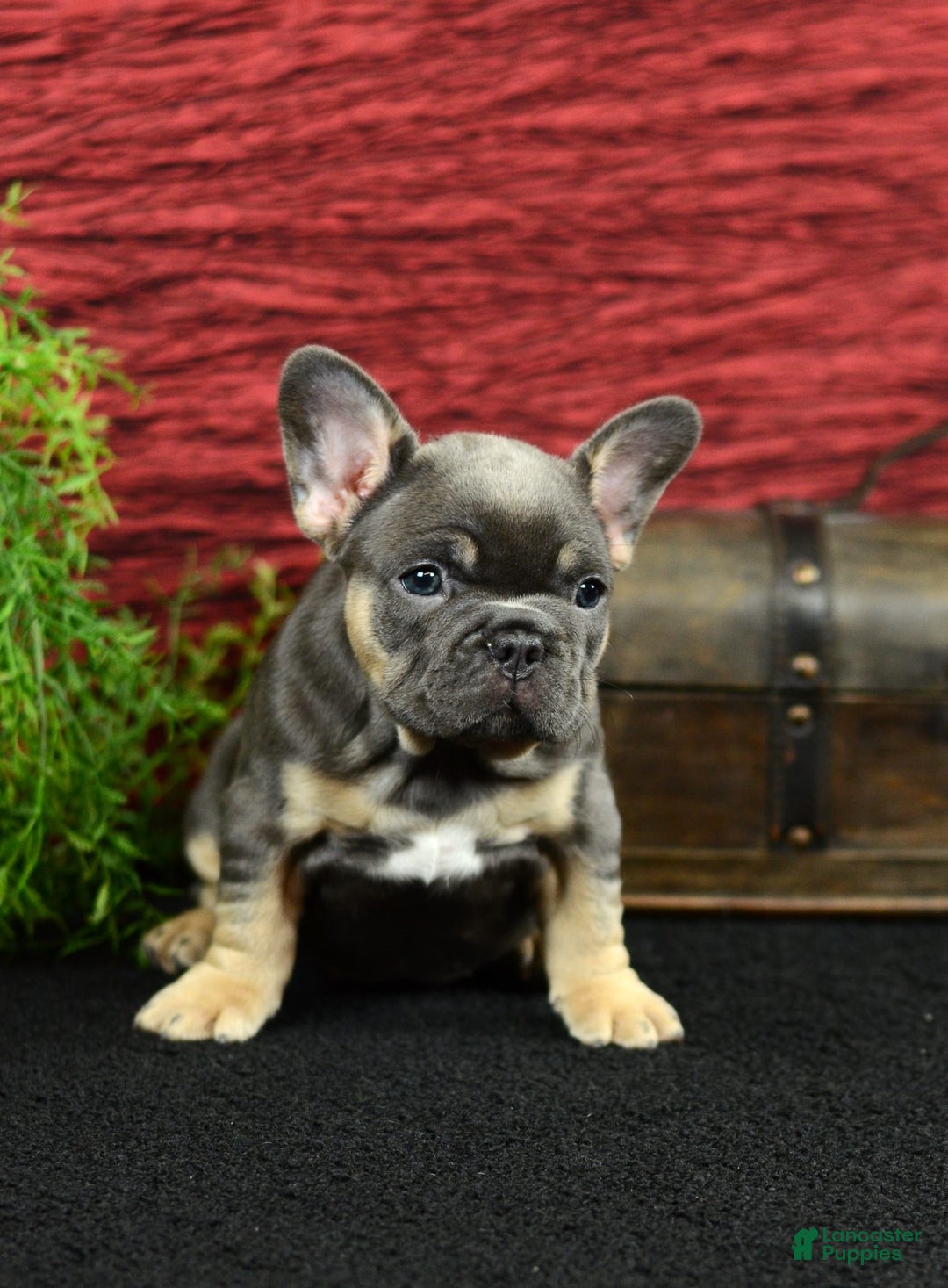 French Bulldog dogs for sale: French Bulldog 3 puppies - Image 9
