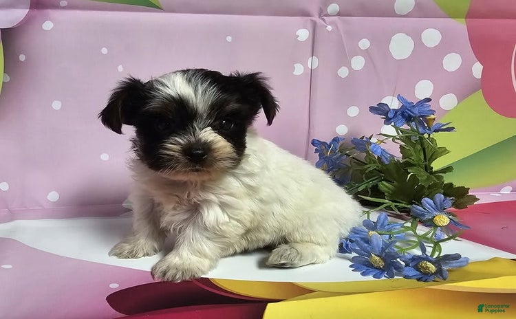Yorkshire Terrier dogs for sale - Ad 5