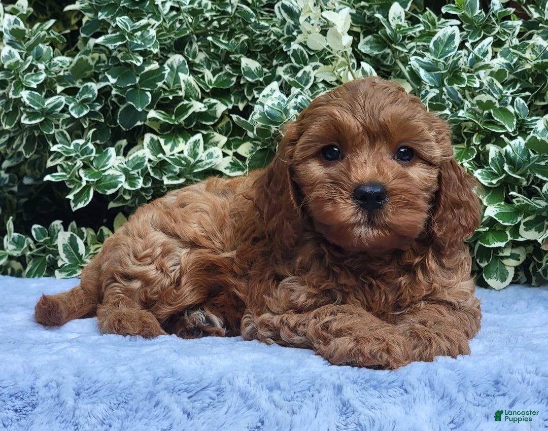 Cavapoo dogs for sale: Cavapoo 5 puppies - Image 5