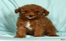 Mini Goldendoodle dogs for sale: Diva - Image 5