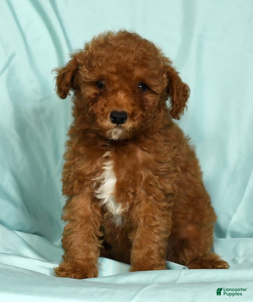 Mini Goldendoodle dogs for sale: Diva - Image 5