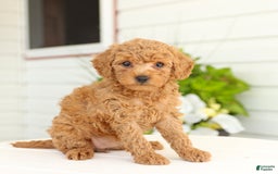 Miniature Poodle dogs for sale: Neva - Image 2