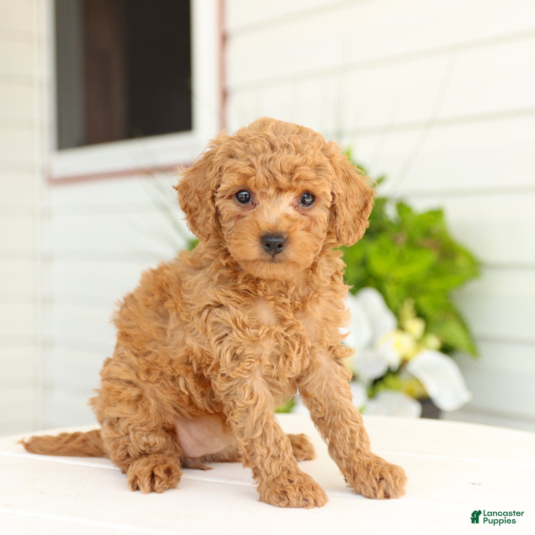 Miniature Poodle dogs for sale: Neva - Image 2
