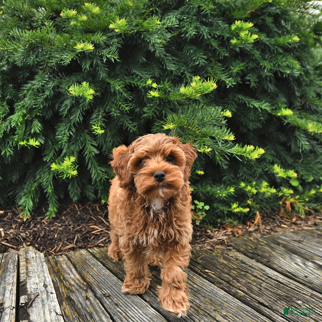 Cavapoo dogs for sale: Zachariah - Image 2