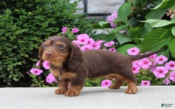 Dachshund dogs for sale: Princess - Image 8