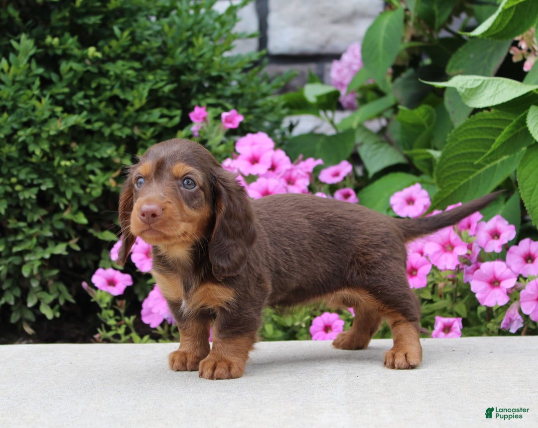 Dachshund dogs for sale: Princess - Image 8
