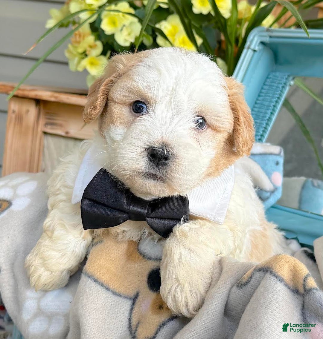 Teddy Bear dogs for sale: Alfred - Image 3