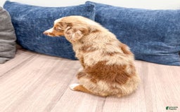Miniature Australian Shepherd dogs for sale: Manny - Image 2