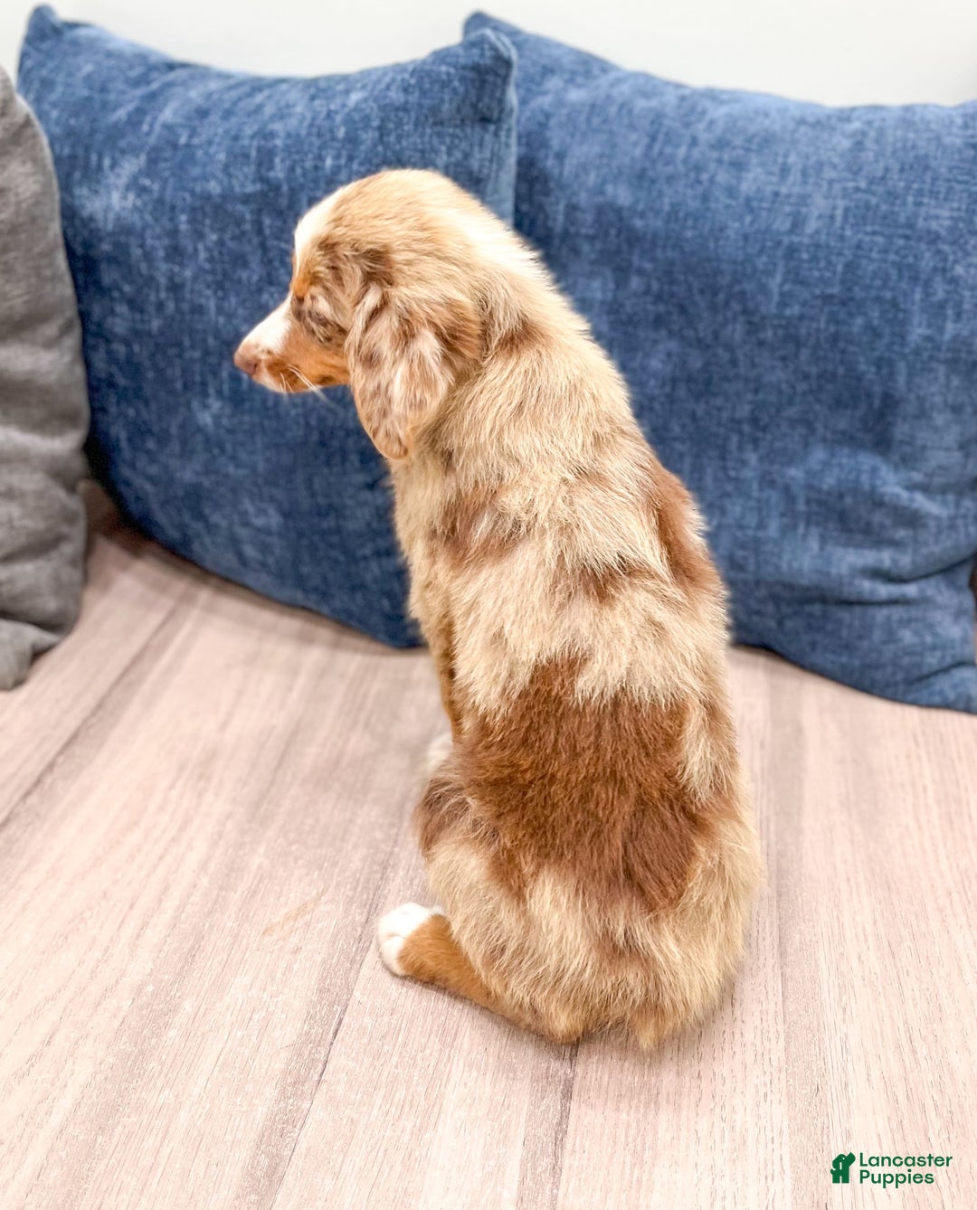 Miniature Australian Shepherd dogs for sale: Manny - Image 2
