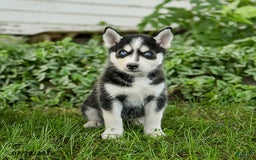Pomsky dogs for sale: Kit - Image 3