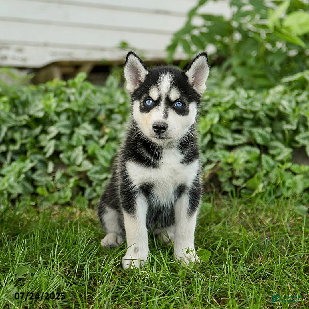 Pomsky dogs for sale: Kit - Image 3
