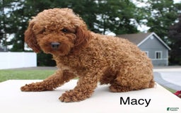 Toy Poodle dogs for sale: Jax - Image 7