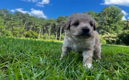 Aussiedoodle dogs for sale: Beau - Image 7