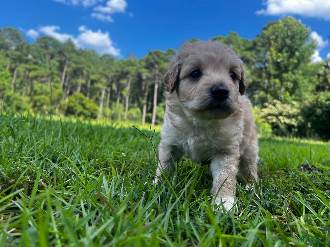 Aussiedoodle dogs for sale: Beau - Image 7