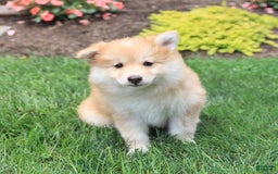 Pomsky dogs for sale: Harley - Image 1