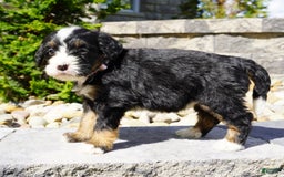 Bernedoodle dogs for sale: Melody - Image 6