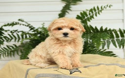 Maltipoo dogs for sale: Tanner - Image 2