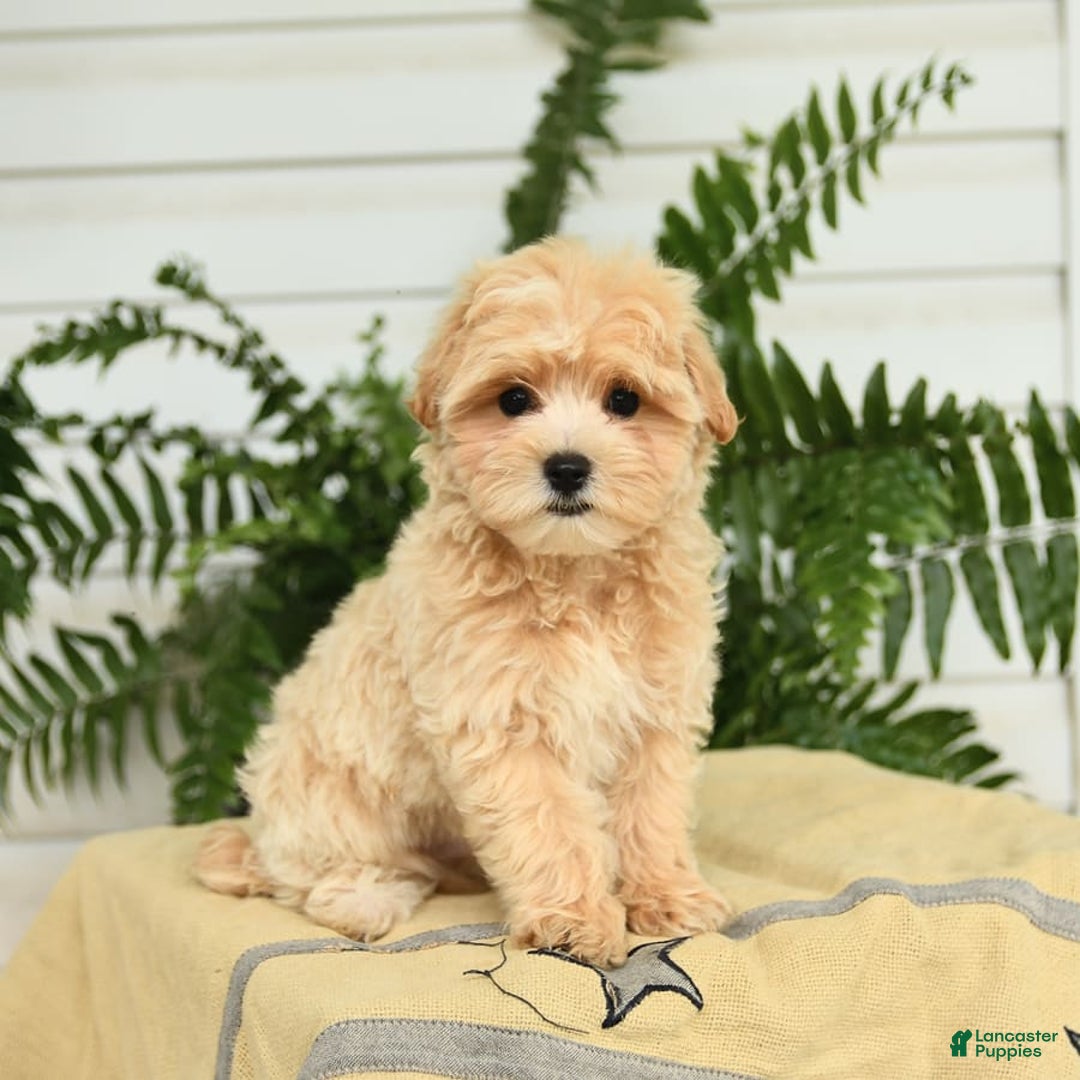 Maltipoo dogs for sale: Tanner - Image 2
