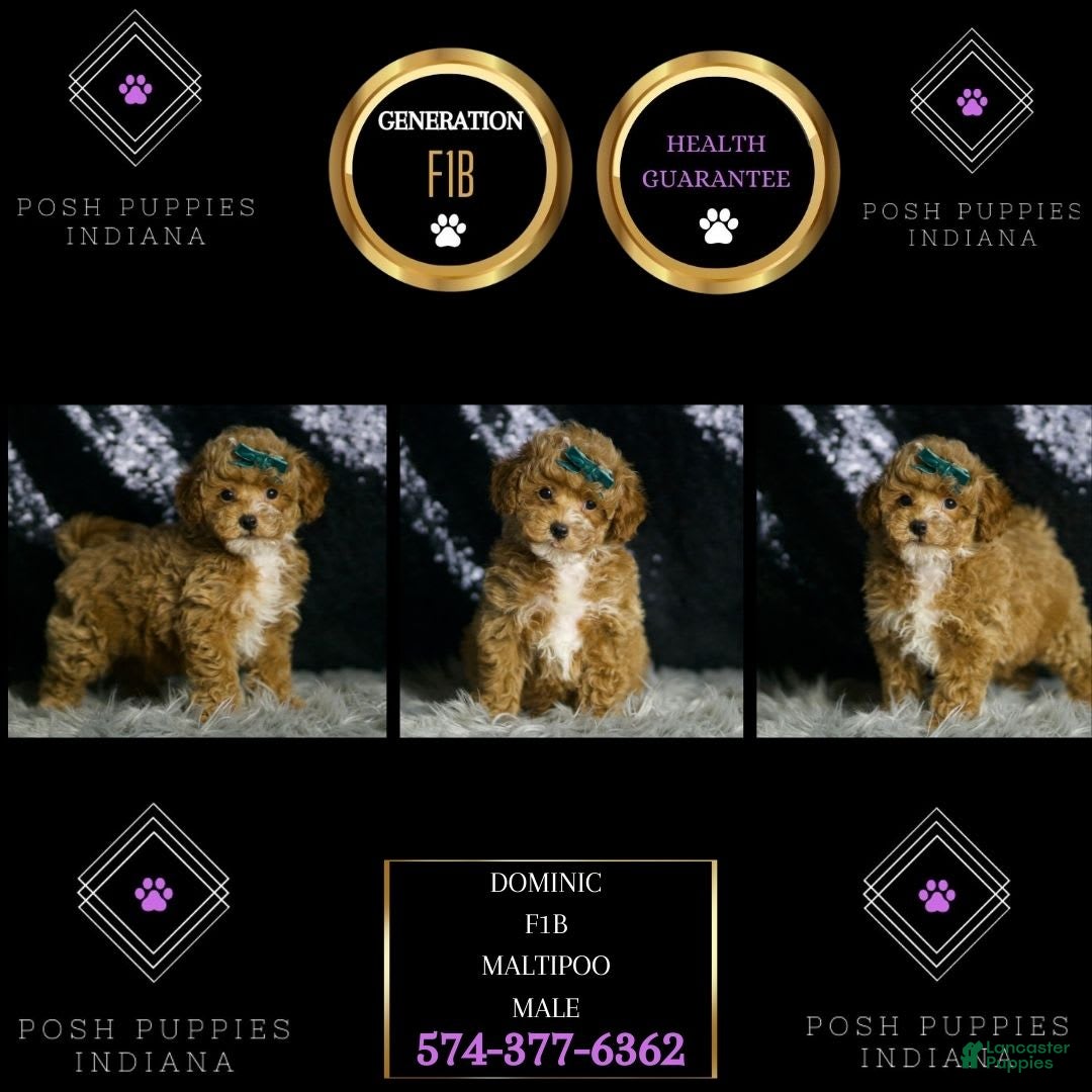 Maltipoo dogs for sale: Dominic - Image 2