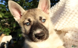 Gerberian Shepsky dogs for sale: Korra - Image 12