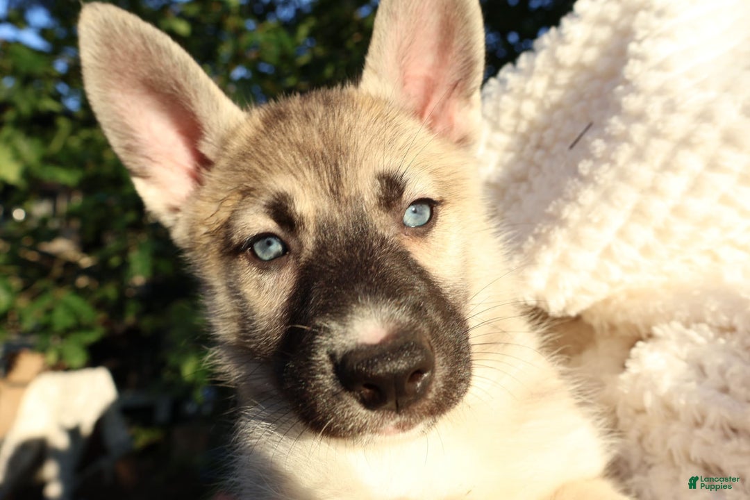 Gerberian Shepsky dogs for sale: Korra - Image 12