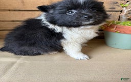 Pomeranian dogs for sale: Abby - Image 7