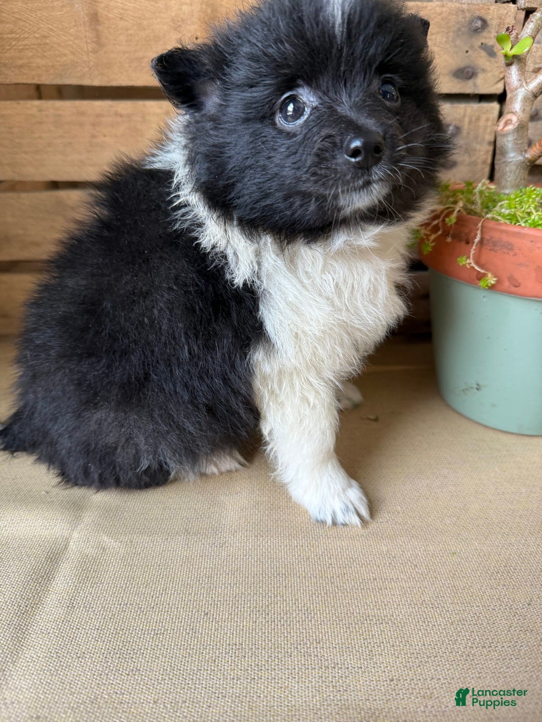 Pomeranian dogs for sale: Abby - Image 7