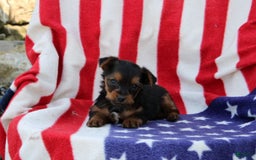 Yorkshire Terrier dogs for sale: Ellington - Image 2