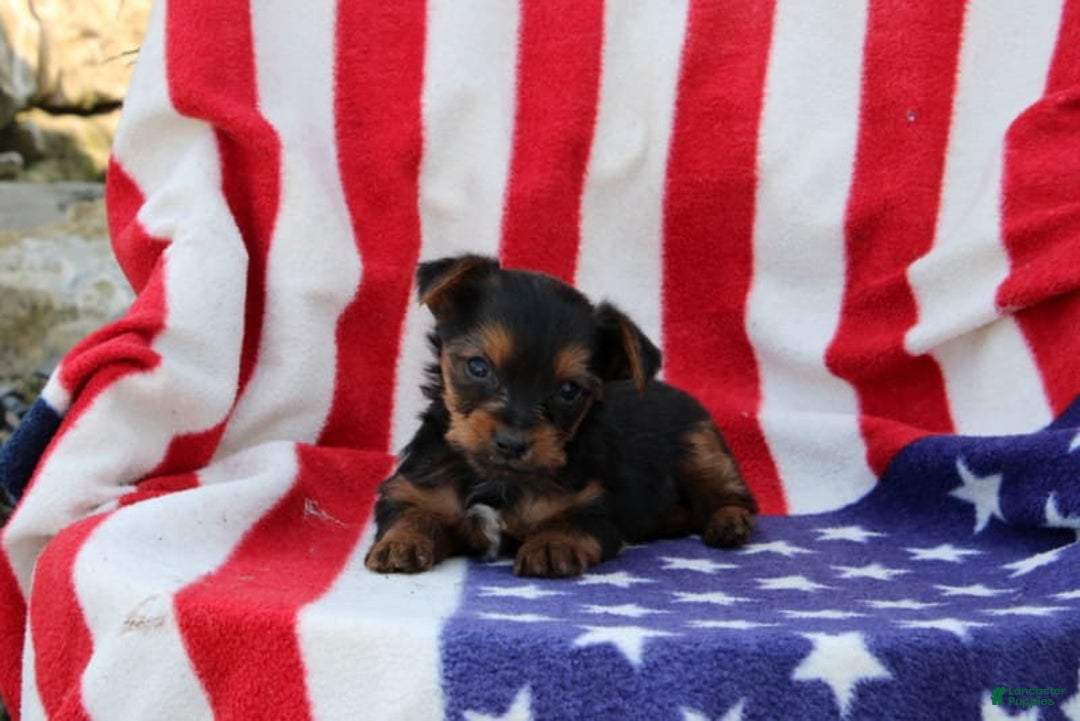 Yorkshire Terrier dogs for sale: Ellington - Image 2