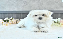 Maltese dogs for sale: Theo - Image 15