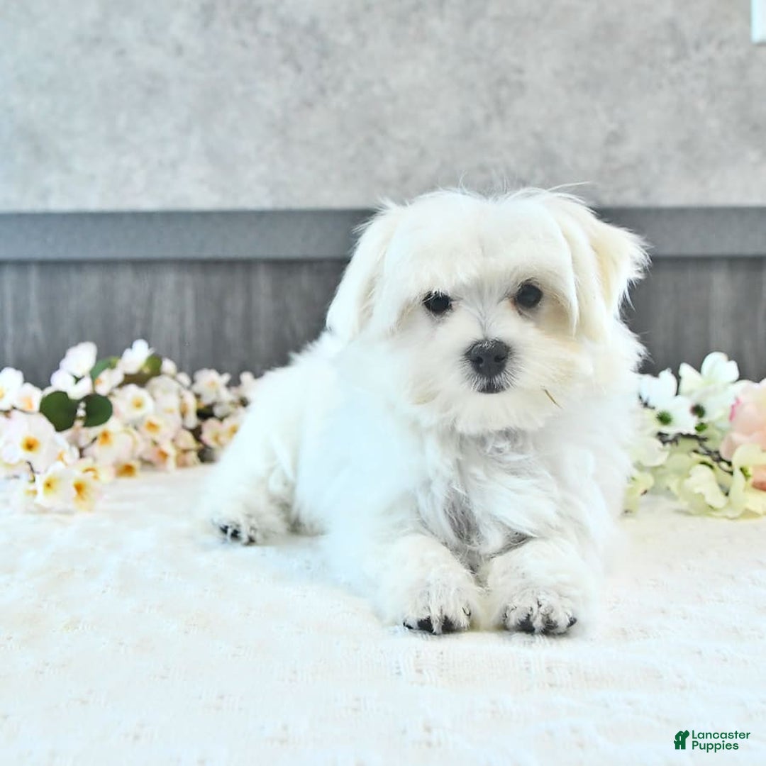 Maltese dogs for sale: Theo - Image 15