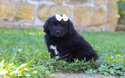 Newfoundland dogs for sale: Nala - Image 7