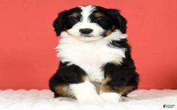 Bernedoodle dogs for sale: Lola - Image 11