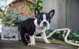 Boston Terrier dogs for sale: Mr. Goodbar - Image 1
