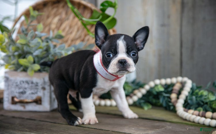 Boston Terrier dogs for sale - Ad 2