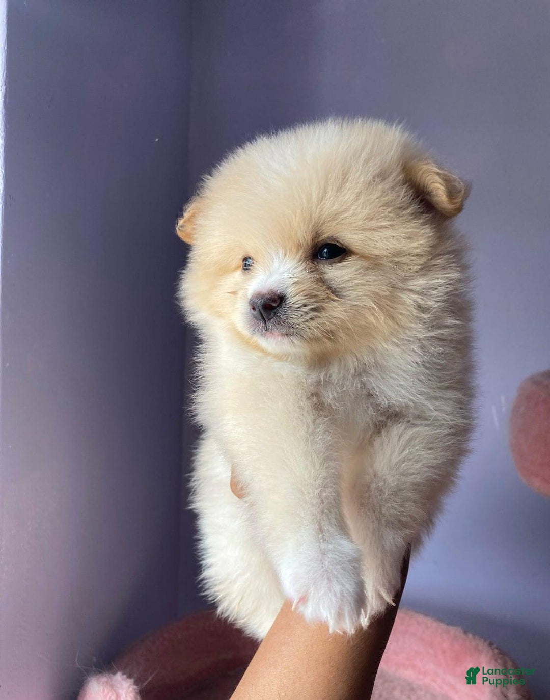 Pomeranian dogs for sale: Alex - Image 3