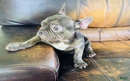 French Bulldog dogs for sale: Buddy - Image 11