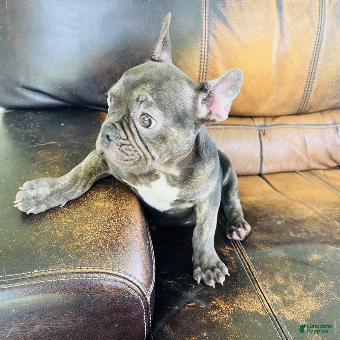 French Bulldog dogs for sale: Buddy - Image 11