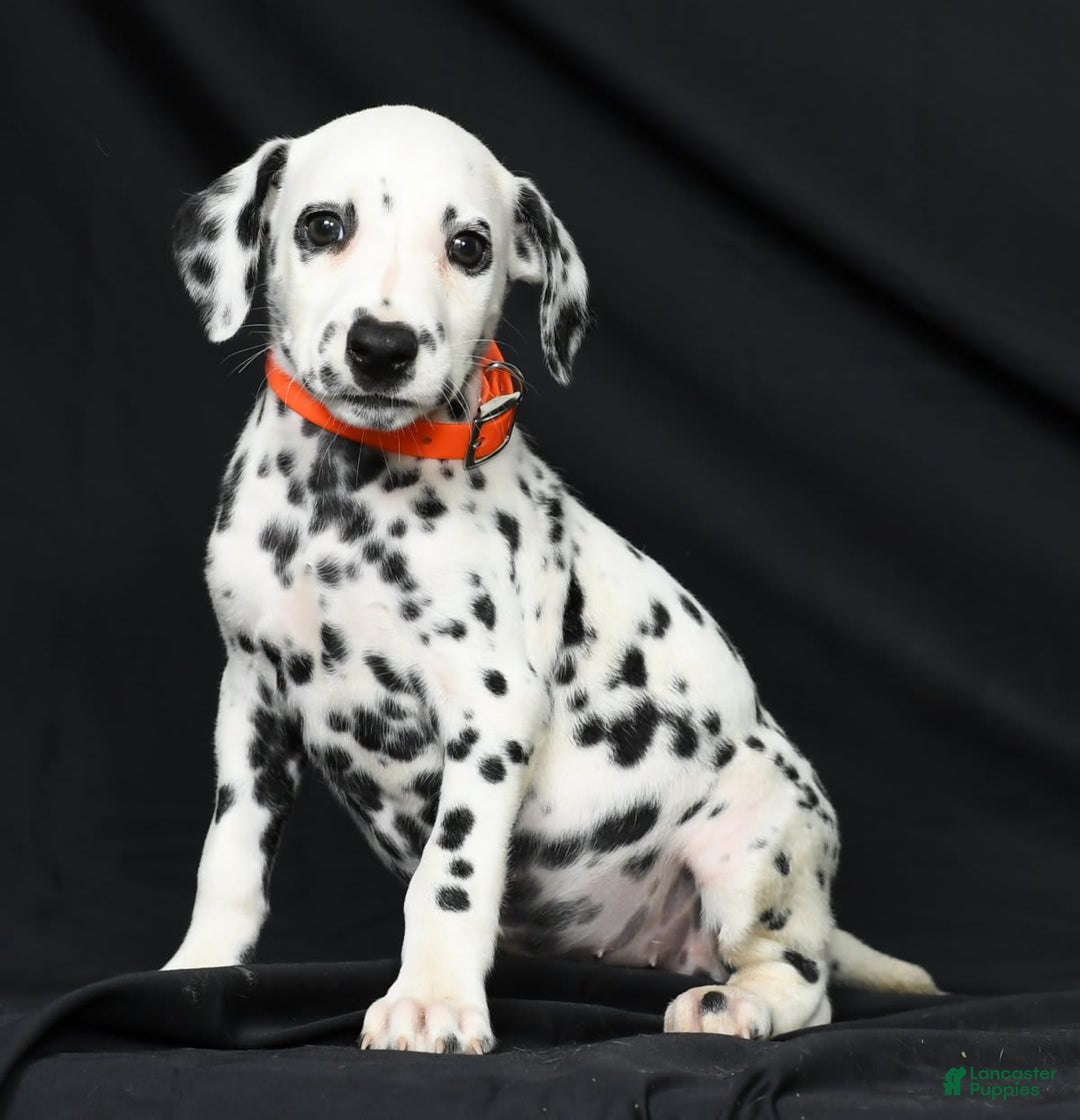 Dalmatian dogs for sale: Donna - Image 8