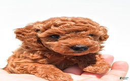 Miniature Poodle dogs for sale: Archie - Image 3