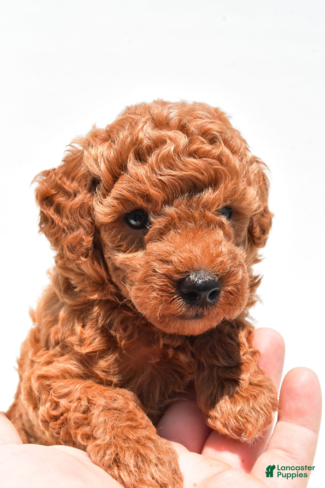 Miniature Poodle dogs for sale: Archie - Image 3
