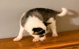 Pomsky dogs for sale: Sweet Rain - Image 7