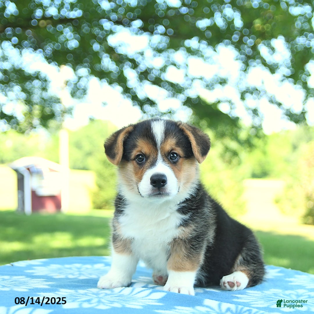 Welsh Corgi Pembroke dogs for sale: Max - Image 4