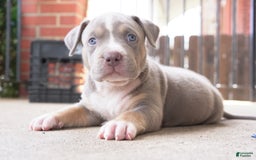 American Bully dogs for sale: Pearl - Image 2