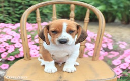 Beagle dogs for sale: Angela - Image 3