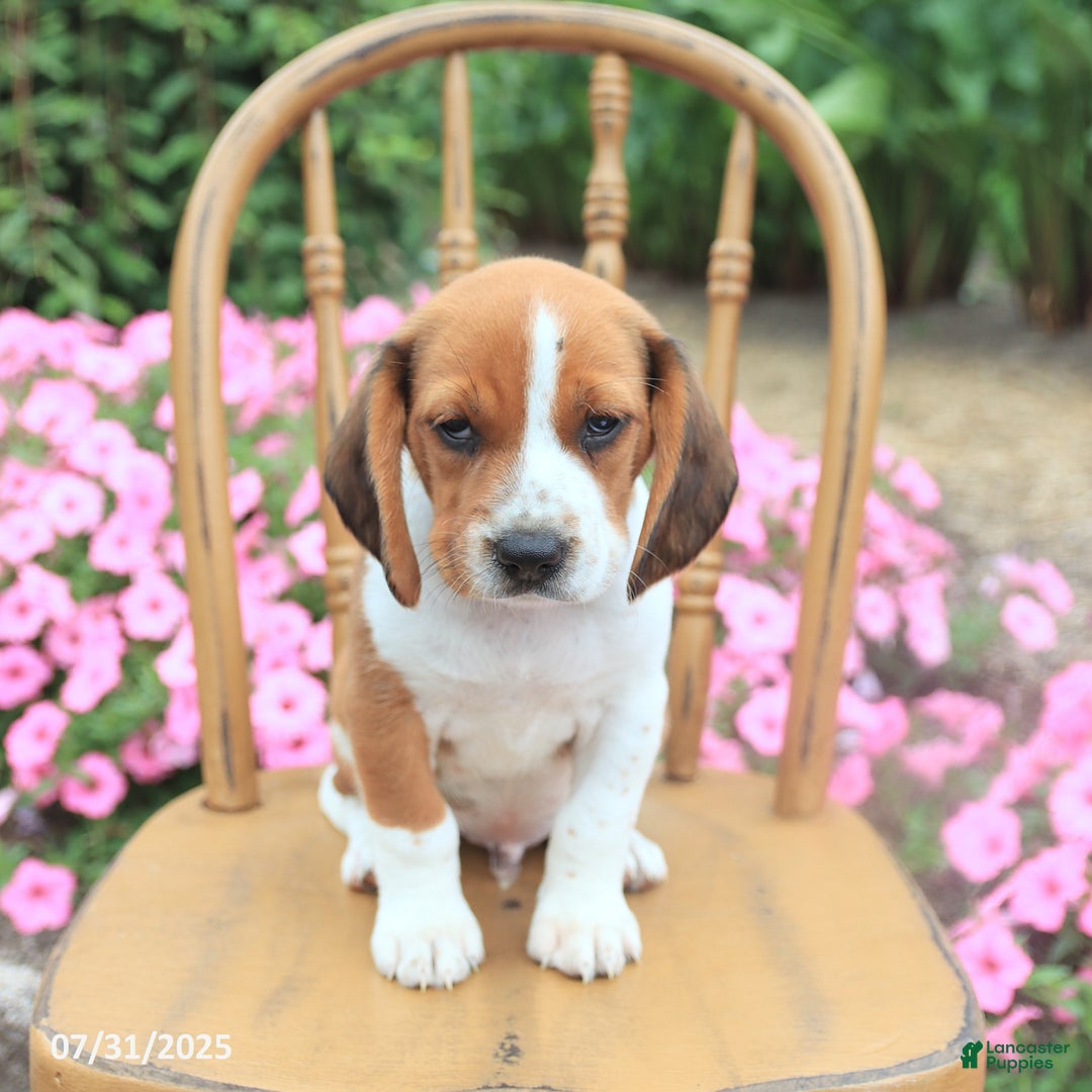Beagle dogs for sale: Angela - Image 3